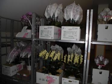 胡蝶蘭も色々あります。市場編・・桑名市ミナミ花店です。｜「ミナミ花店」　（三重県桑名市の花キューピット加盟店 花屋）のブログ